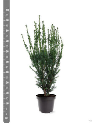 Taxus media 'Hillii' - Vaxtinredarna.se