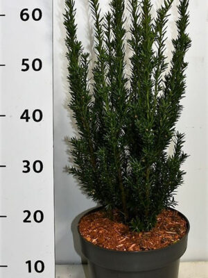 Taxus media 'Hillii' - Vaxtinredarna.se