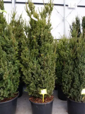 Taxus media 'Hillii' - Vaxtinredarna.se