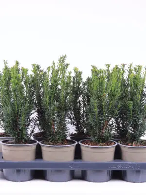 Taxus x media 'Hillii' - Vaxtinredarna.se