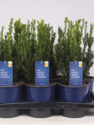 Taxus x media 'Hillii' - Vaxtinredarna.se