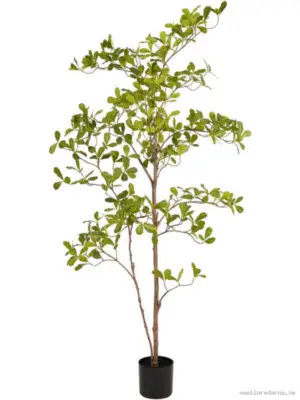 Terminalia - Vaxtinredarna.se
