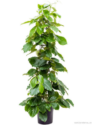 Tetrastigma voinierianum - Vaxtinredarna.se