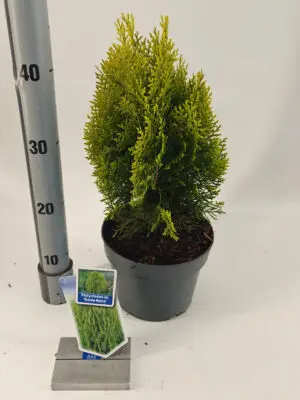Thuja occidentalis ‘Aurea Nana’ - Vaxtinredarna.se