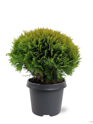 Thuja occidentalis 'Mirjam' - Vaxtinredarna.se