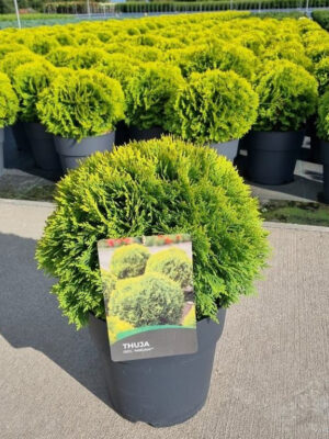 Thuja occidentalis 'Mirjam' - Vaxtinredarna.se