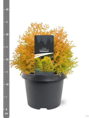 Thuja occidentalis 'Rheingold' - Vaxtinredarna.se