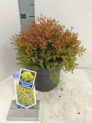 Thuja occidentalis 'Rheingold'