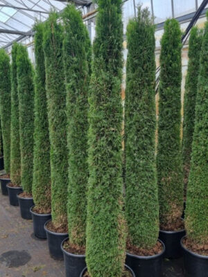 Thuja occidentalis 'Smaragd' - Vaxtinredarna.se