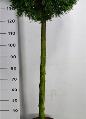 Thuja occidentalis 'Smaragd'