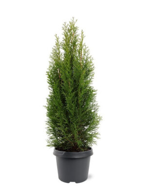 Thuja occidentalis 'Smaragd'