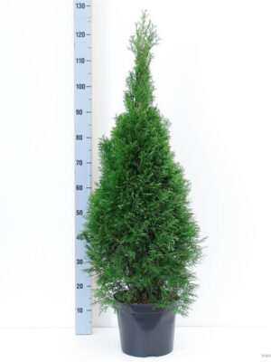 Thuja occidentalis 'Smaragd' - Vaxtinredarna.se