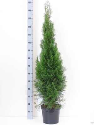 Thuja occidentalis 'Smaragd'