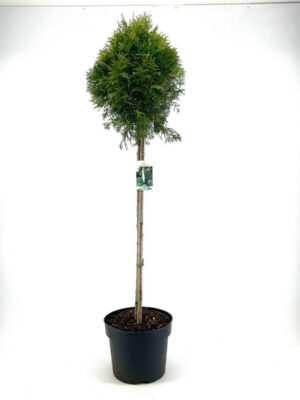 Thuja occidentalis 'Smaragd'