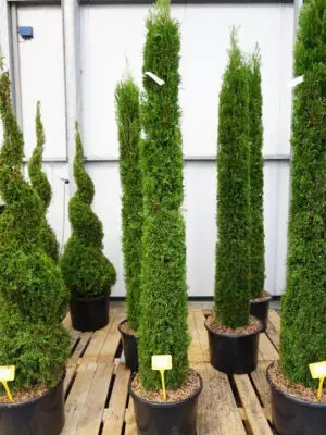 Thuja occidentalis 'Smaragd' - Vaxtinredarna.se
