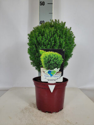 Thuja occidentalis 'Teddy' - Vaxtinredarna.se