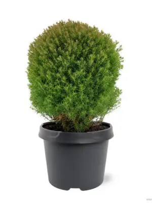Thuja occidentalis 'Teddy' - Vaxtinredarna.se