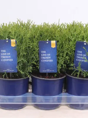 Thuja occidentalis 'Tiny Tim' - Vaxtinredarna.se