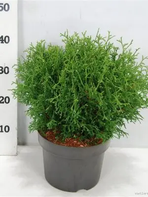 Thuja occidentalis 'Tiny Tim' - Vaxtinredarna.se