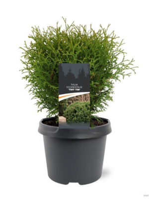 Thuja occidentalis 'Tiny Tim' - Vaxtinredarna.se