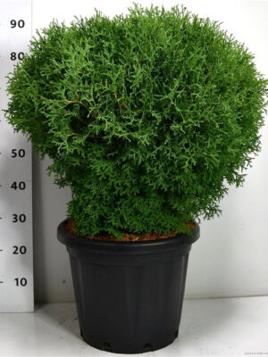 Thuja occidentalis 'Tiny Tim' - Vaxtinredarna.se
