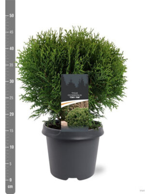 Thuja occidentalis 'Tiny Tim'