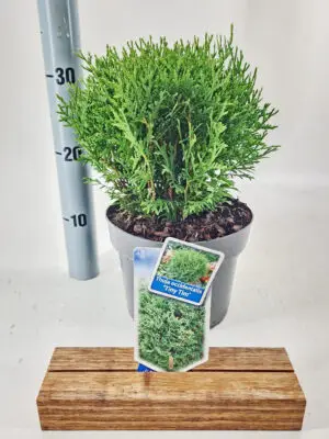 Thuja occidentalis 'Tiny Tim' - Vaxtinredarna.se