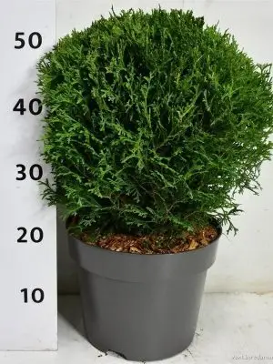 Thuja occidentalis 'Tiny Tim' - Vaxtinredarna.se