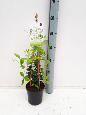 Trachelospermum jasminoides - Vaxtinredarna.se