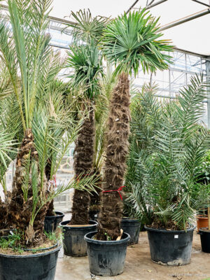 Trachycarpus fortunei (350-400)