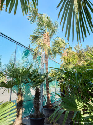 Trachycarpus fortunei (425-475)
