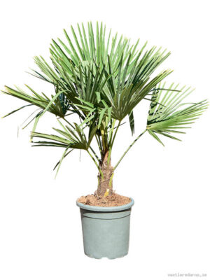 Trachycarpus fortunei