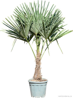 Trachycarpus fortunei - Vaxtinredarna.se