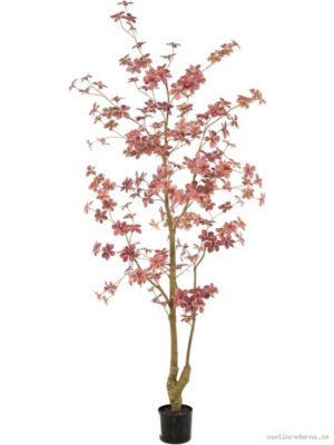 Tropaeolum - Vaxtinredarna.se