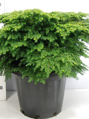 Tsuga canadensis 'Green Globe'