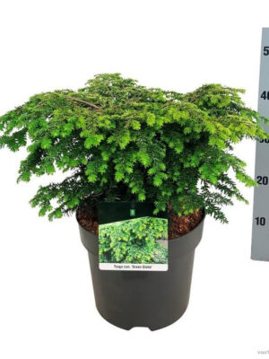 Tsuga canadensis 'Green Globe' - Vaxtinredarna.se