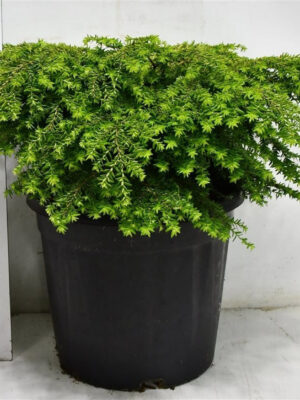 Tsuga canadensis 'Green Globe' - Vaxtinredarna.se
