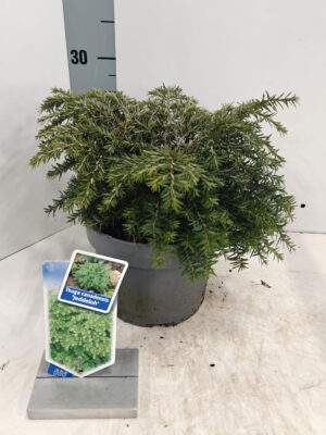 Tsuga canadensis 'Jeddeloh' - Vaxtinredarna.se