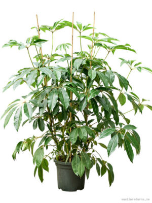 Tupidanthus calyptratus (160-200)