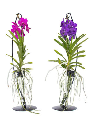 Vanda hybriden - Vaxtinredarna.se
