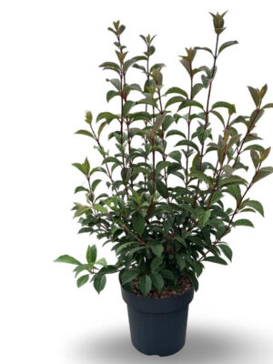 Viburnum bodnantense 'Charles Lamont' - Vaxtinredarna.se