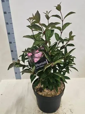 Viburnum bodnantense 'Charles Lamont' - Vaxtinredarna.se