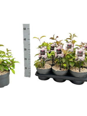 Viburnum bodnantense 'Dawn'