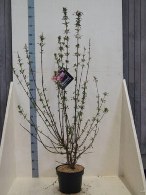Viburnum bodnantense 'Dawn' - Vaxtinredarna.se