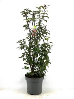 Viburnum bodnantense 'Dawn'