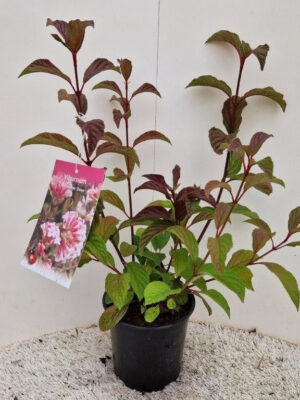 Viburnum bodnantense 'Dawn'