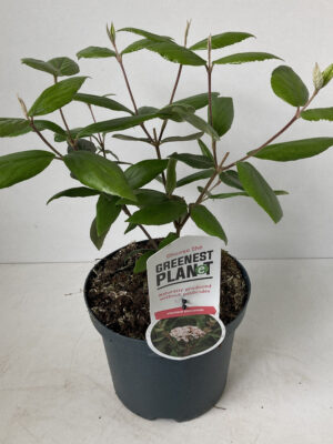Viburnum burkwoodii