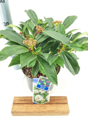Viburnum davidii - Vaxtinredarna.se