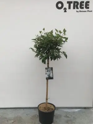 Viburnum 'Eskimo' - Vaxtinredarna.se