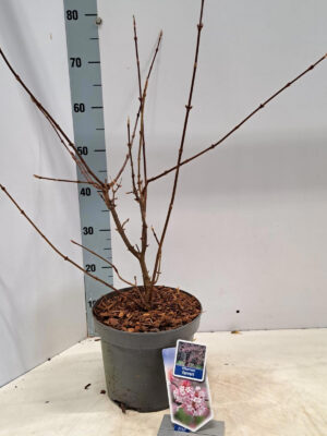 Viburnum farreri - Vaxtinredarna.se